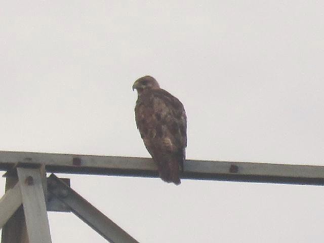 Red-tailed Hawk - ML61129851