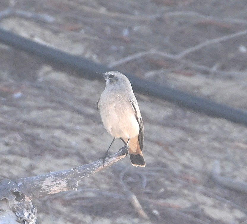 Persian Wheatear - ML611298563