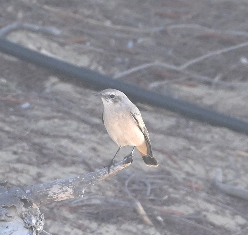 Persian Wheatear - ML611298564