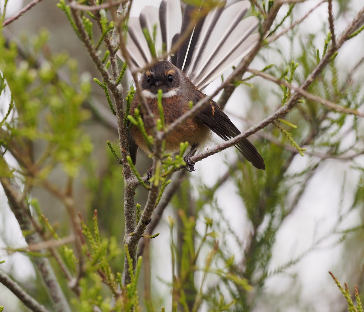 New Zealand Fantail - royann petrell