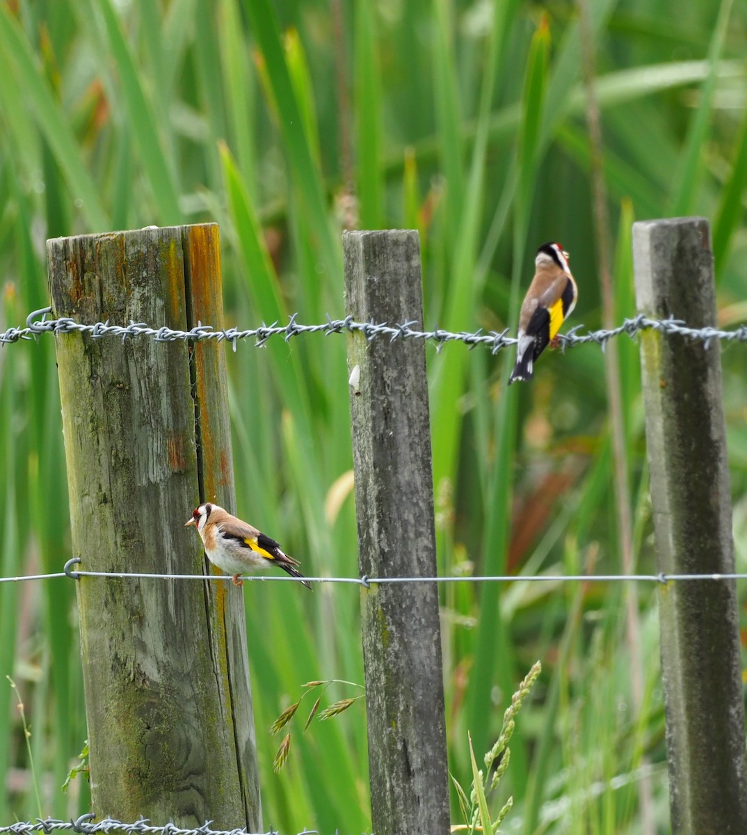 European Goldfinch - royann petrell