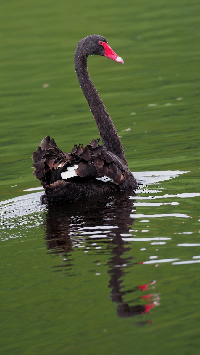 Black Swan - royann petrell