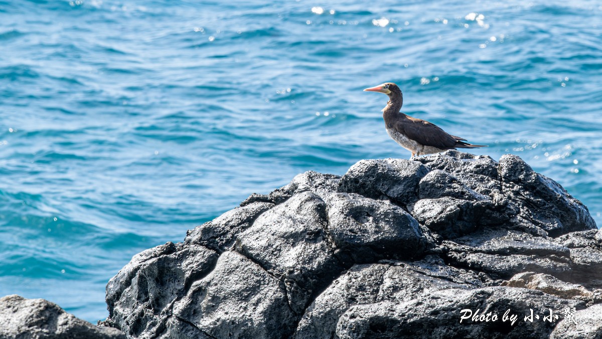 Brown Booby - Hanyang Ye