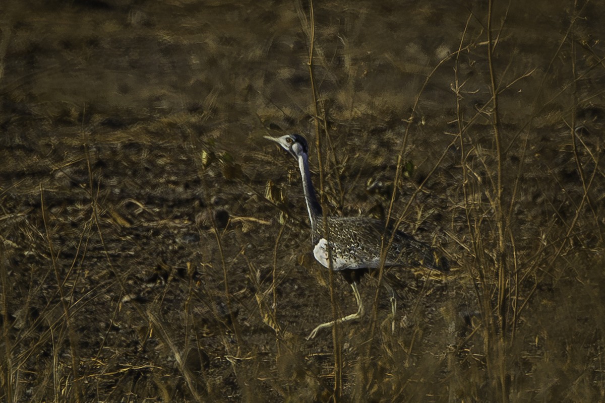 Black-bellied Bustard - David Bishop