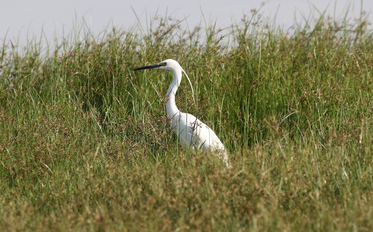 Little Egret - ML611298787