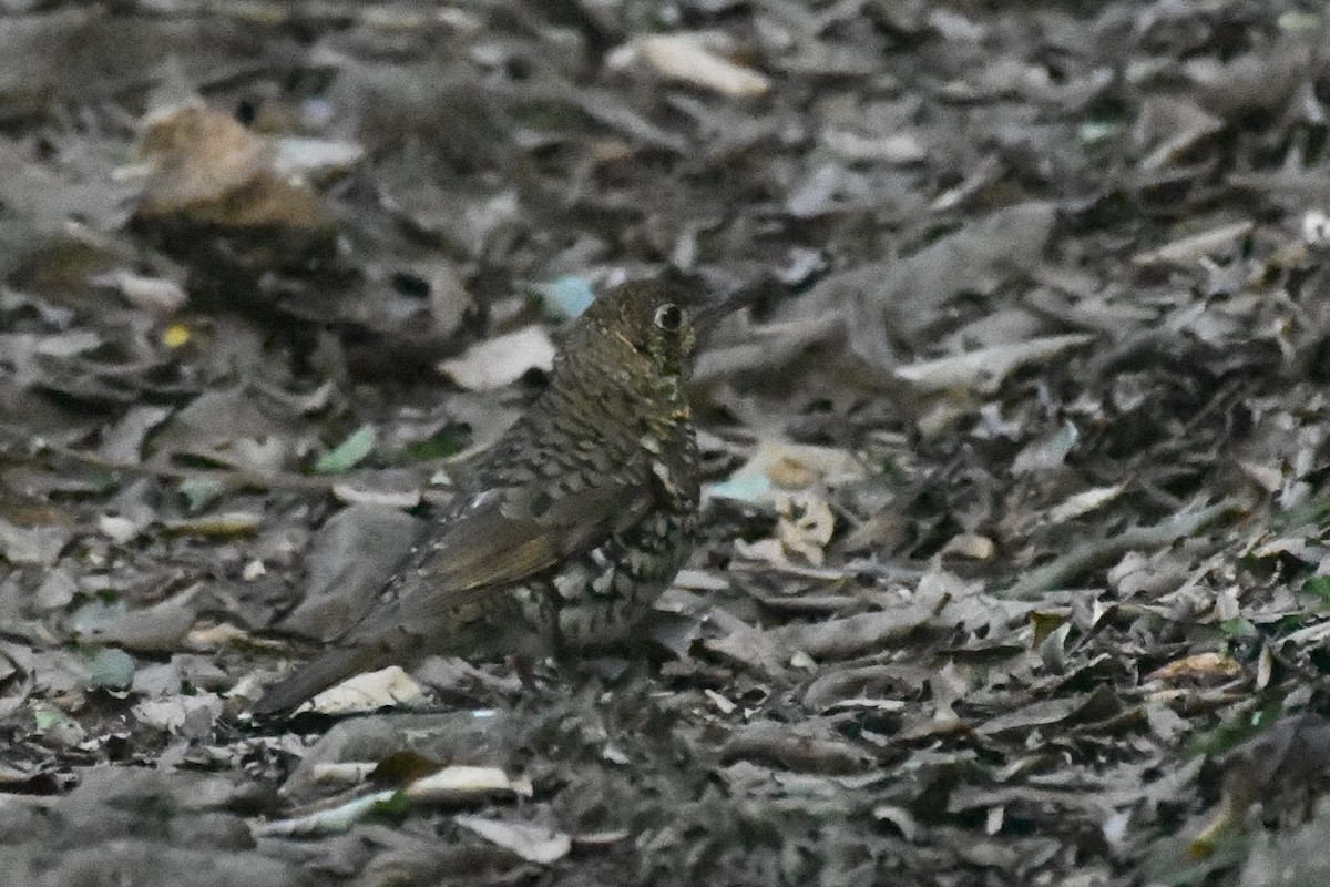 Bassian Thrush - Daniel Townend