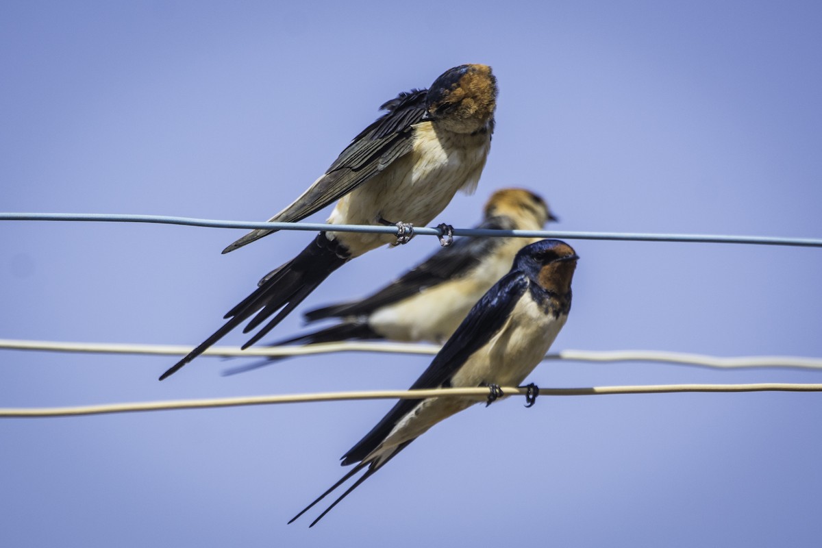 Barn Swallow - David Bishop