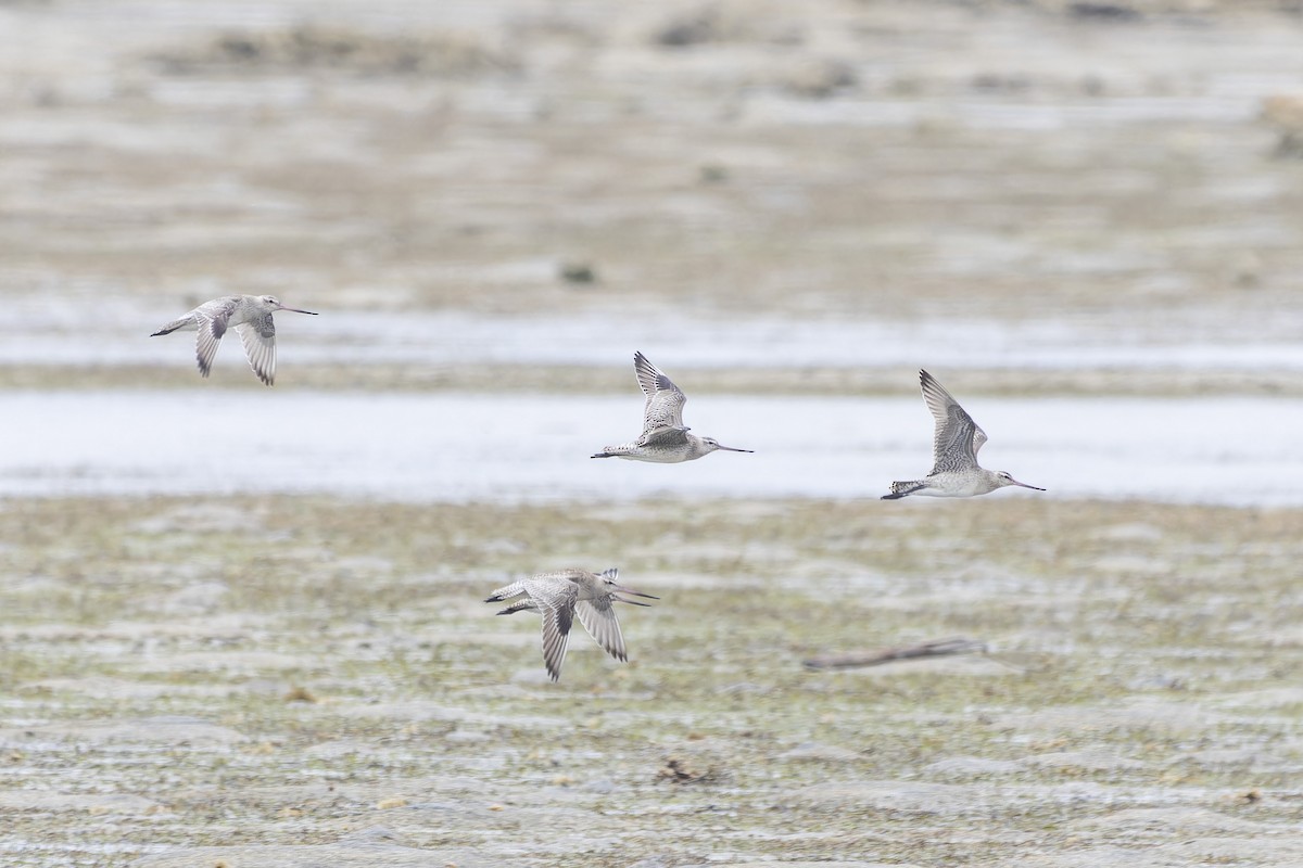 Bar-tailed Godwit - Oscar Thomas