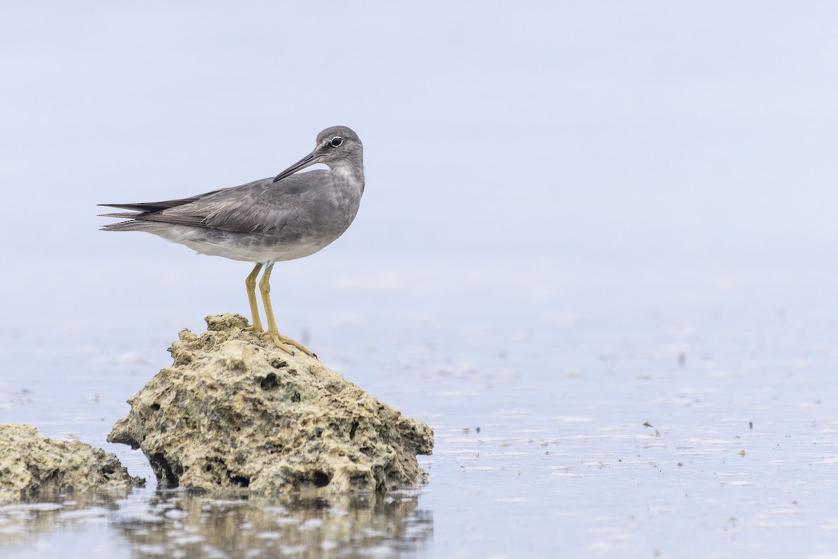 Wandering Tattler - ML611298850