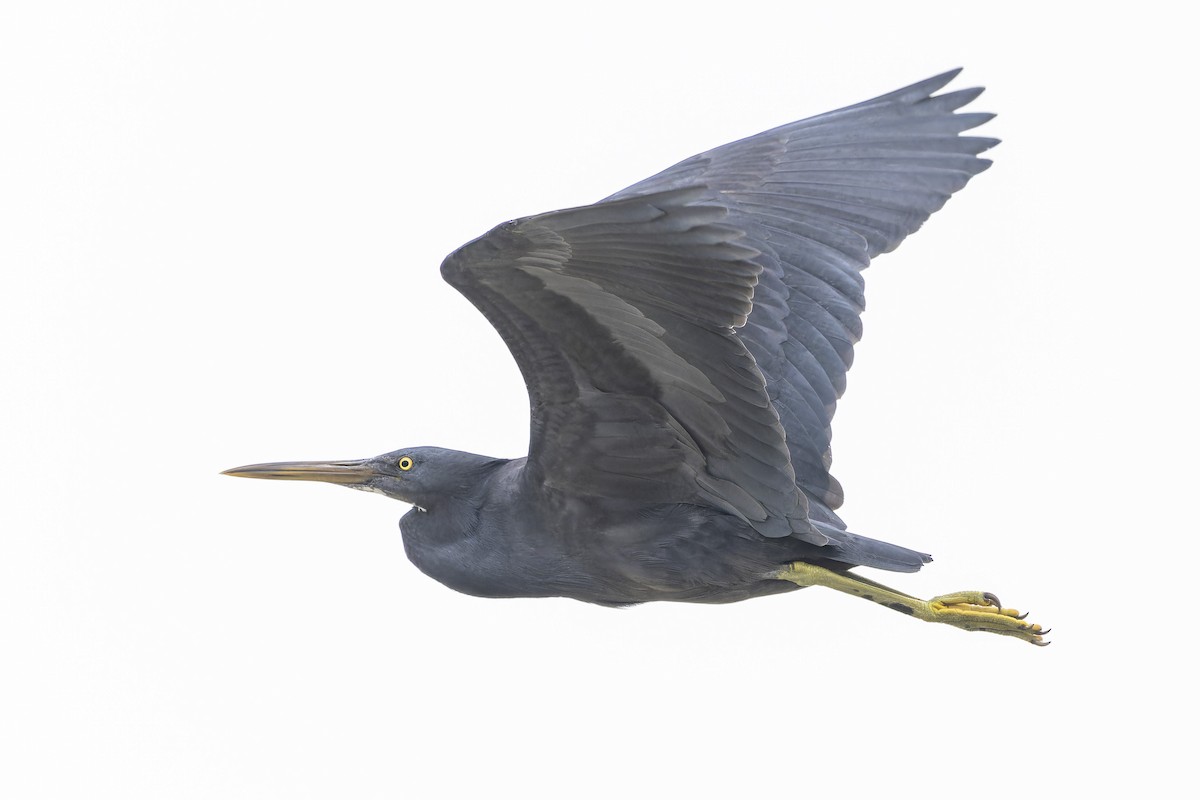 Pacific Reef-Heron - ML611298851