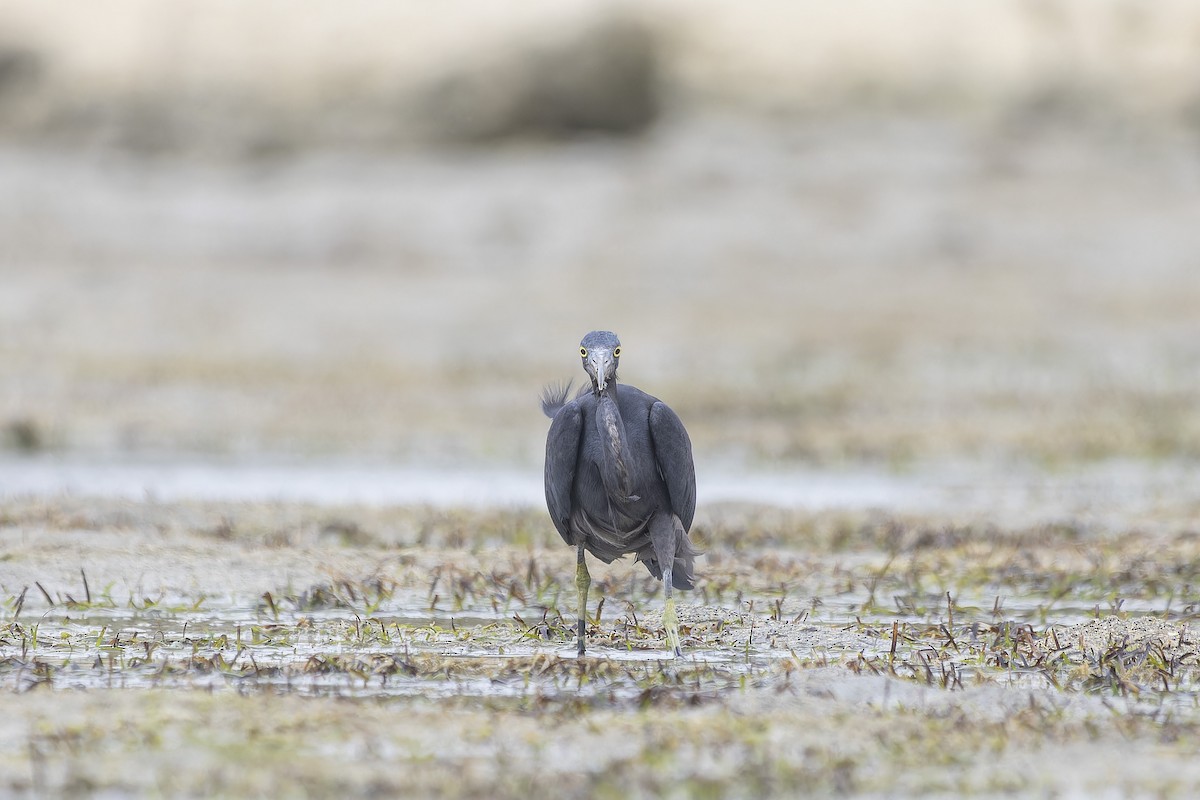 Pacific Reef-Heron - ML611298852