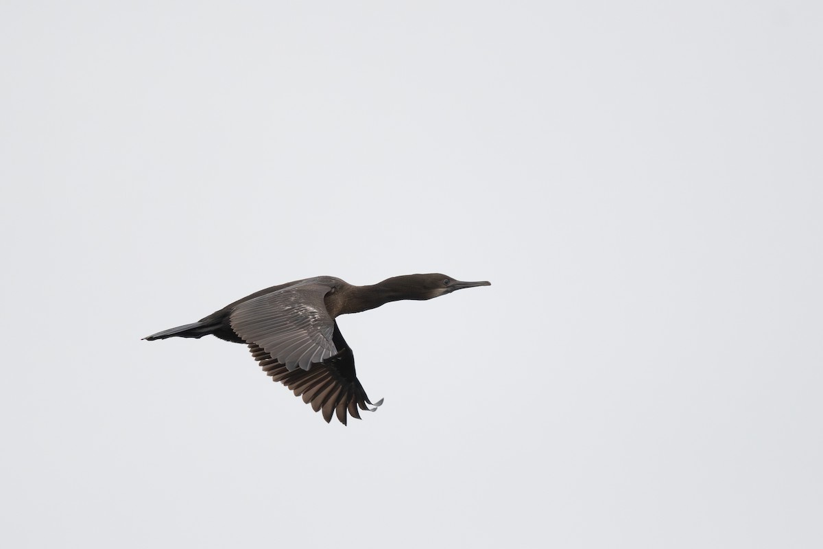 Brandt's Cormorant - ML611298878