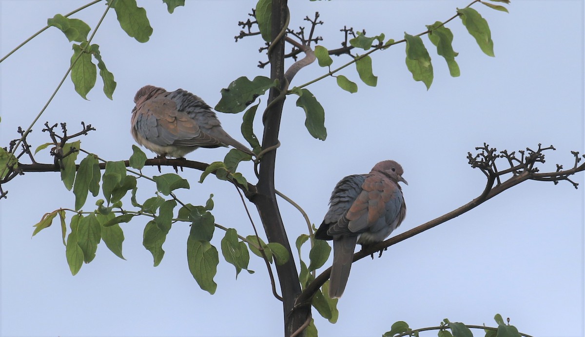 Laughing Dove - ML611298934