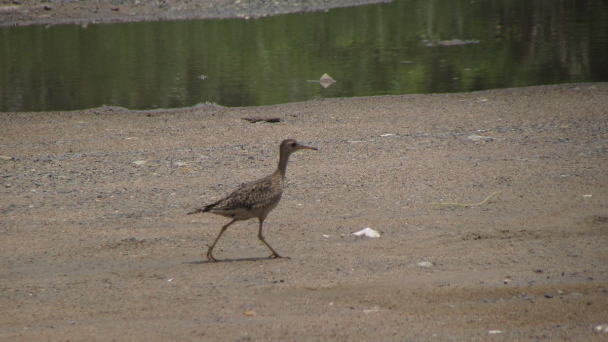 Upland Sandpiper - ML611298967