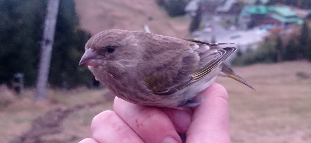 European Greenfinch - ML611299016