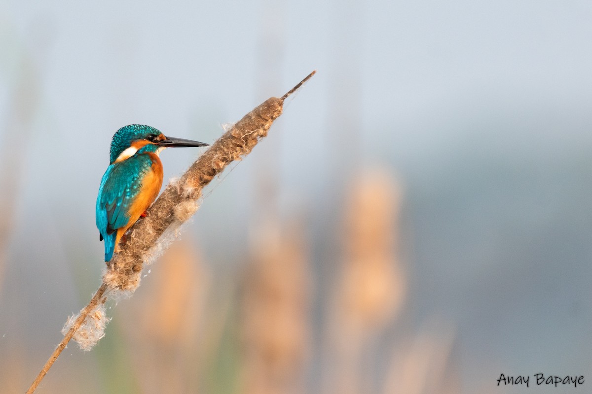 Common Kingfisher - Anay Bapaye