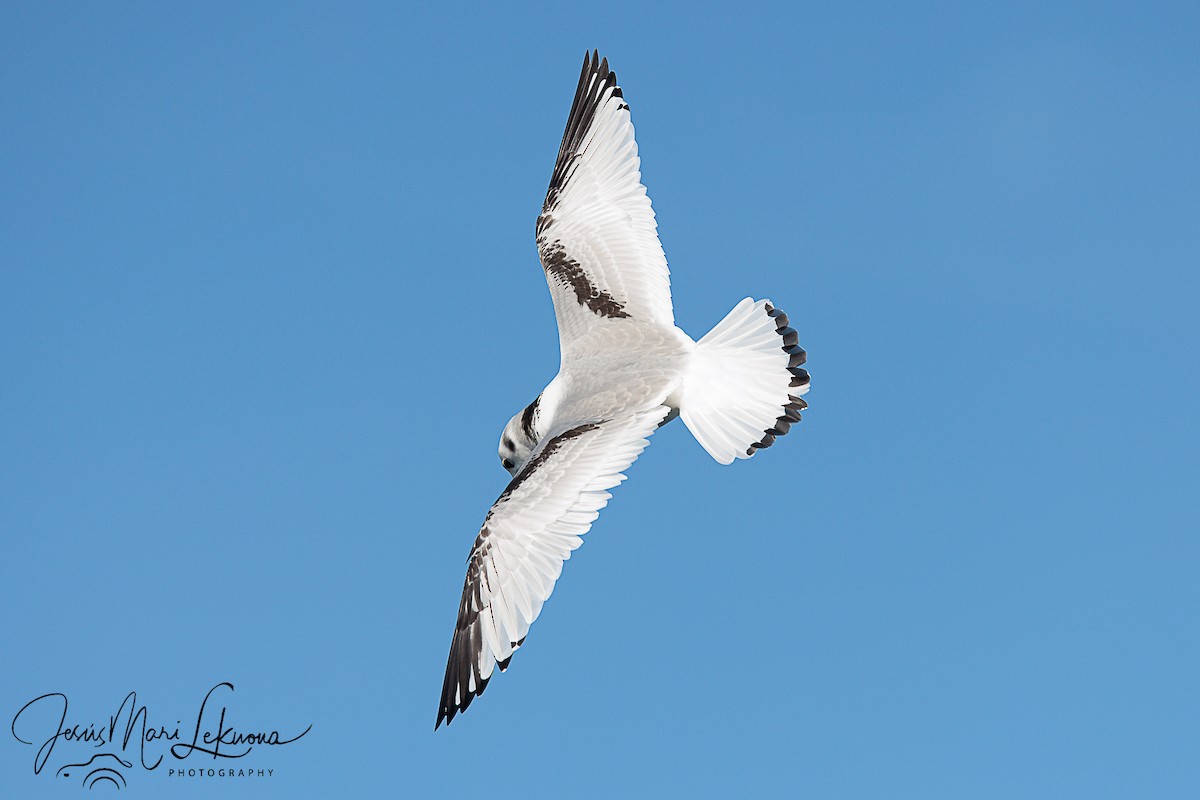 Black-legged Kittiwake - ML611299155