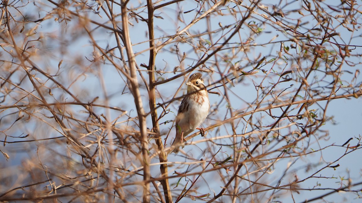 Rustic Bunting - ML611299177
