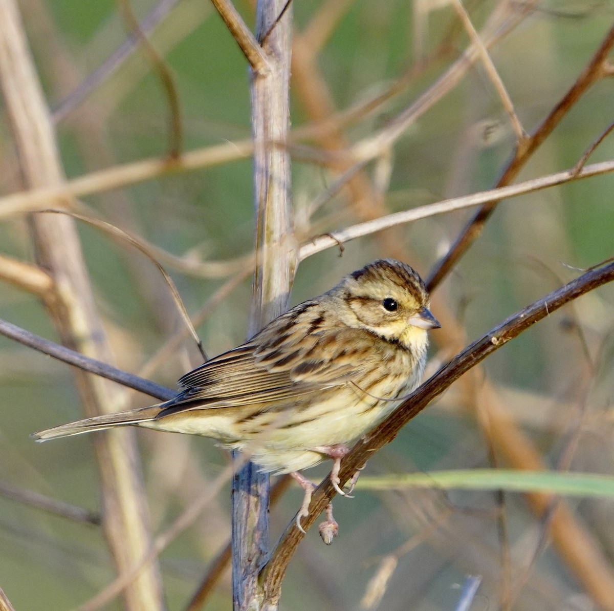 Black-faced Bunting - ML611299179