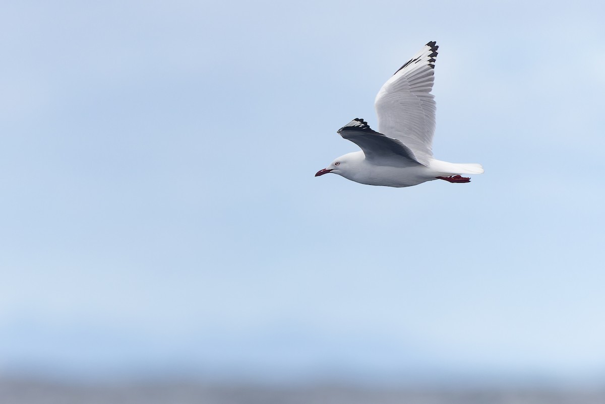 Mouette argentée (novaehollandiae/forsteri) - ML611299203