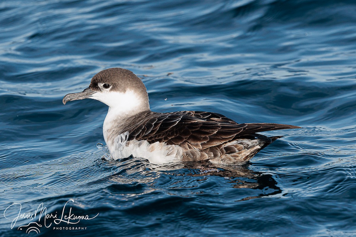 Great Shearwater - ML611299206