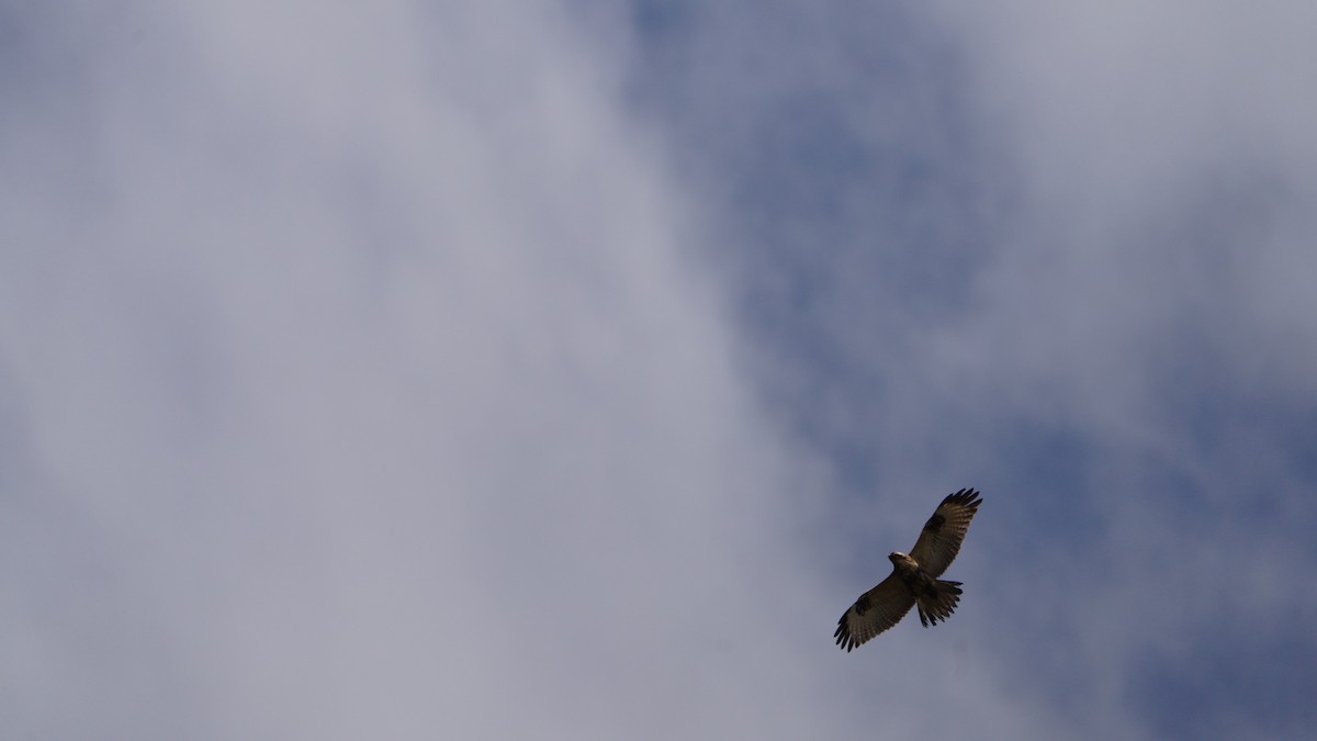 Eastern Buzzard - ML611299229