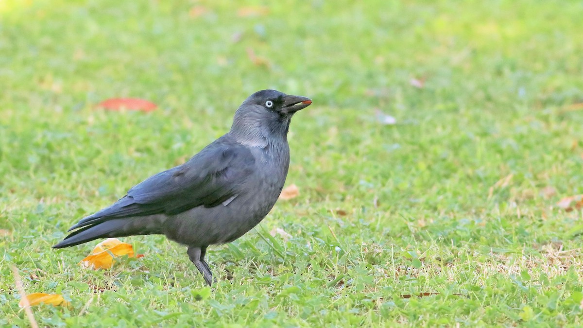 Eurasian Jackdaw - ML611299244