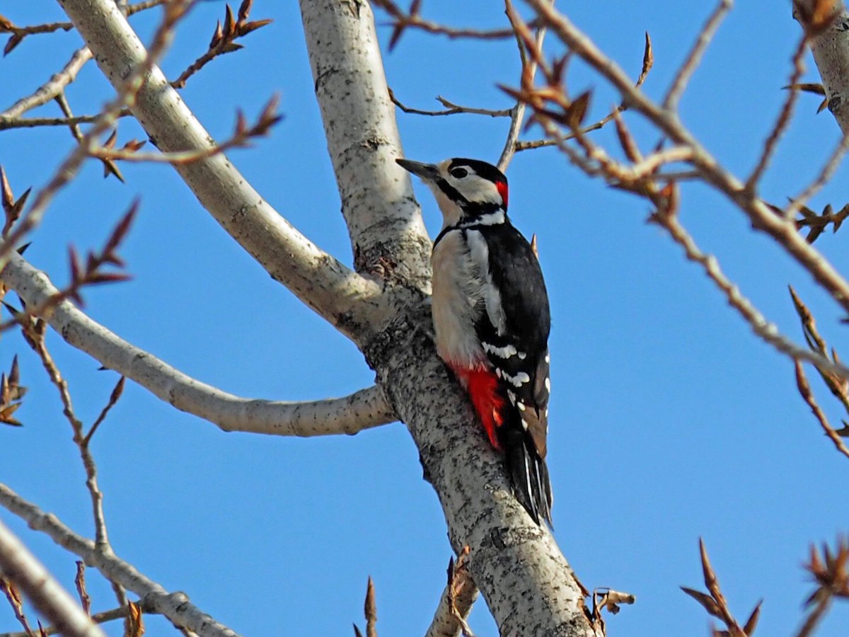 Great Spotted Woodpecker - ML611299317