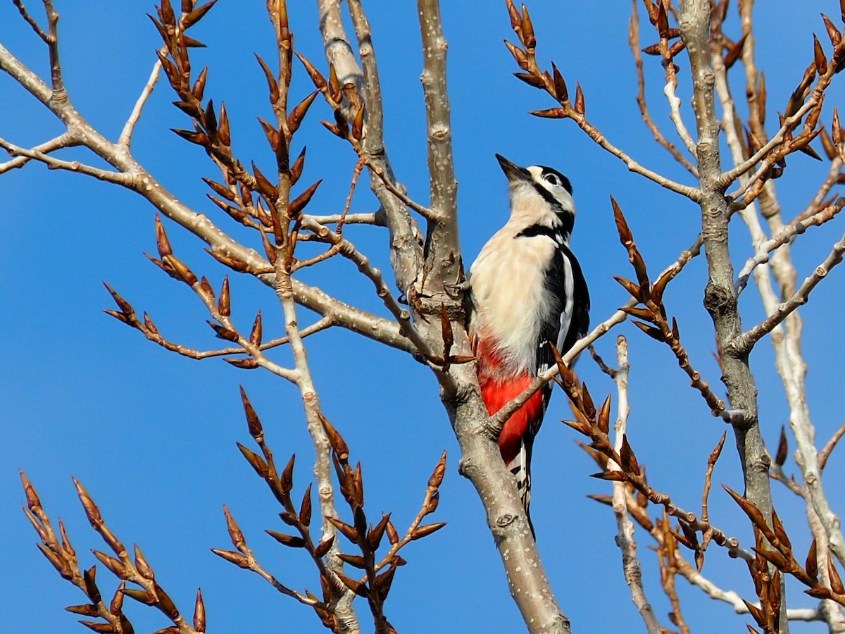 Great Spotted Woodpecker - ML611299318