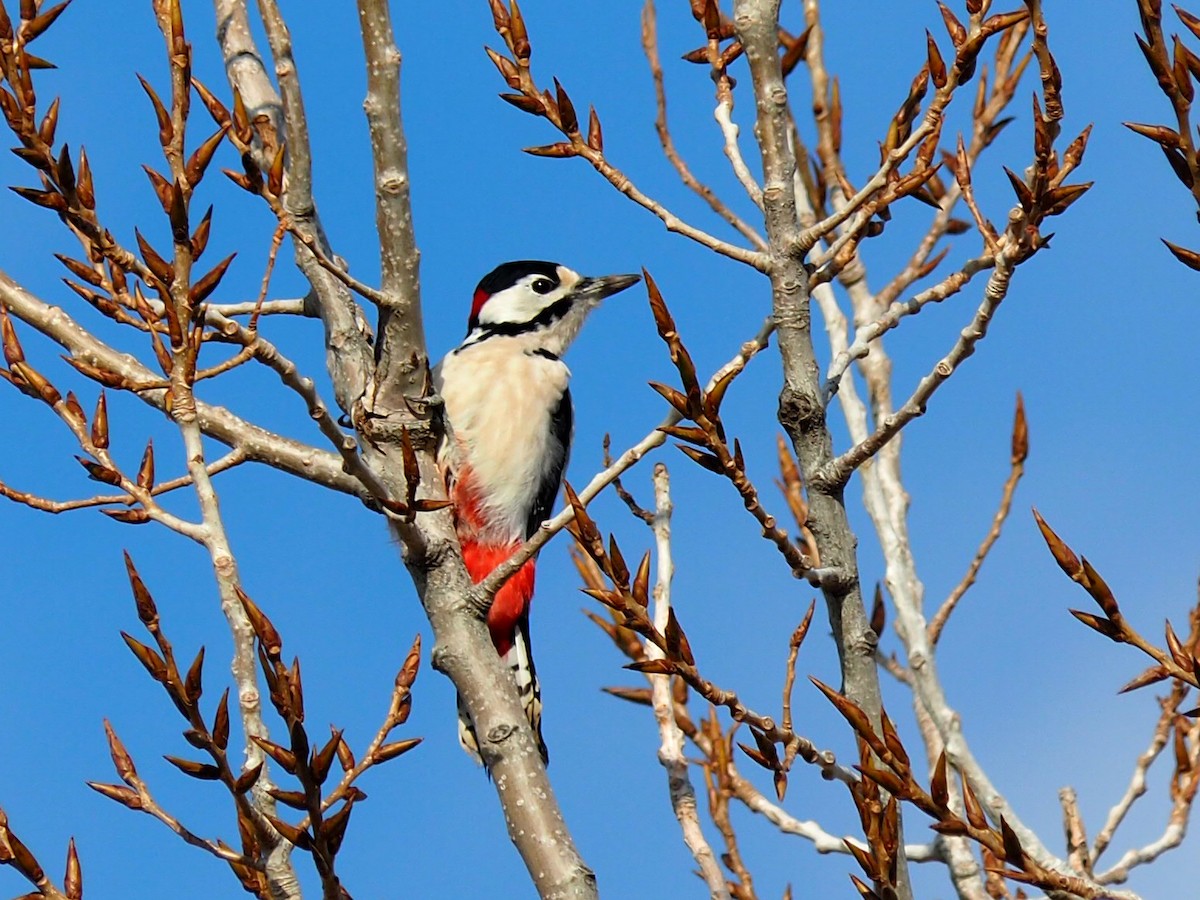 Great Spotted Woodpecker - ML611299319