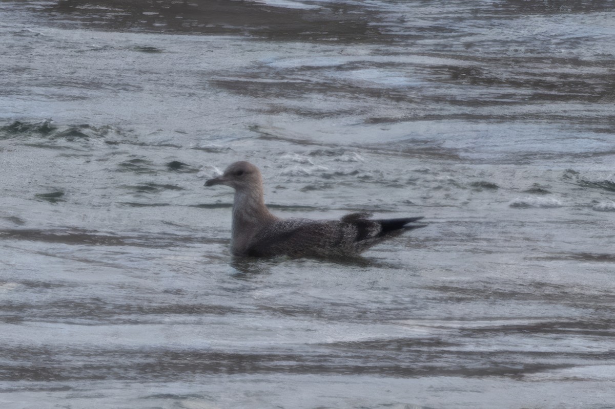 Herring Gull - ML611299341