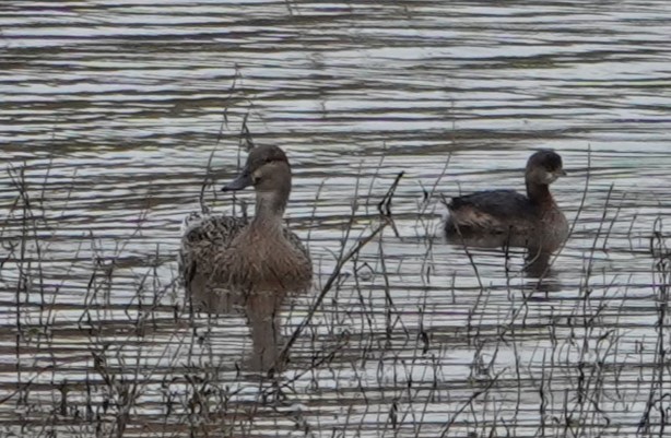 Mallard x Northern Pintail (hybrid) - ML611299412