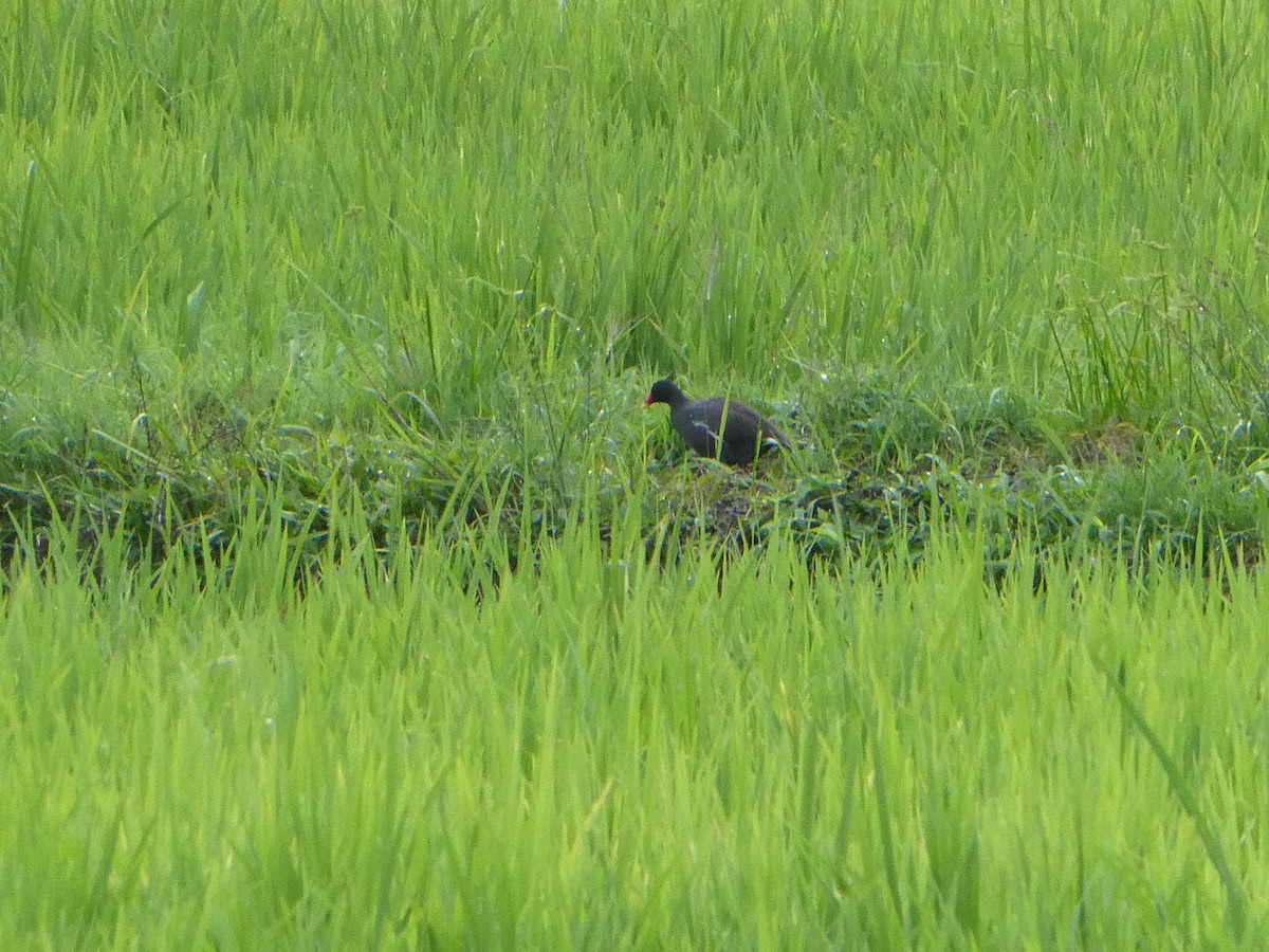 Eurasian Moorhen - Gary Kane