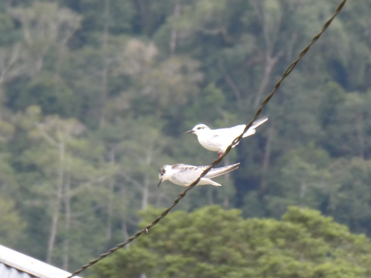 White-winged Tern - ML611299469