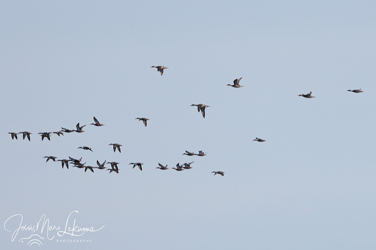 Northern Shoveler - ML611299474