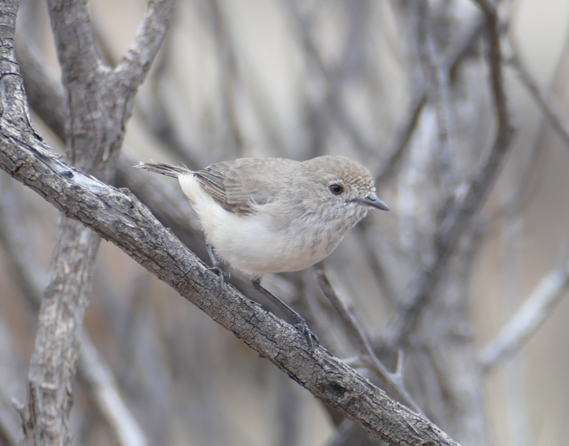 Inland Thornbill - ML611299478