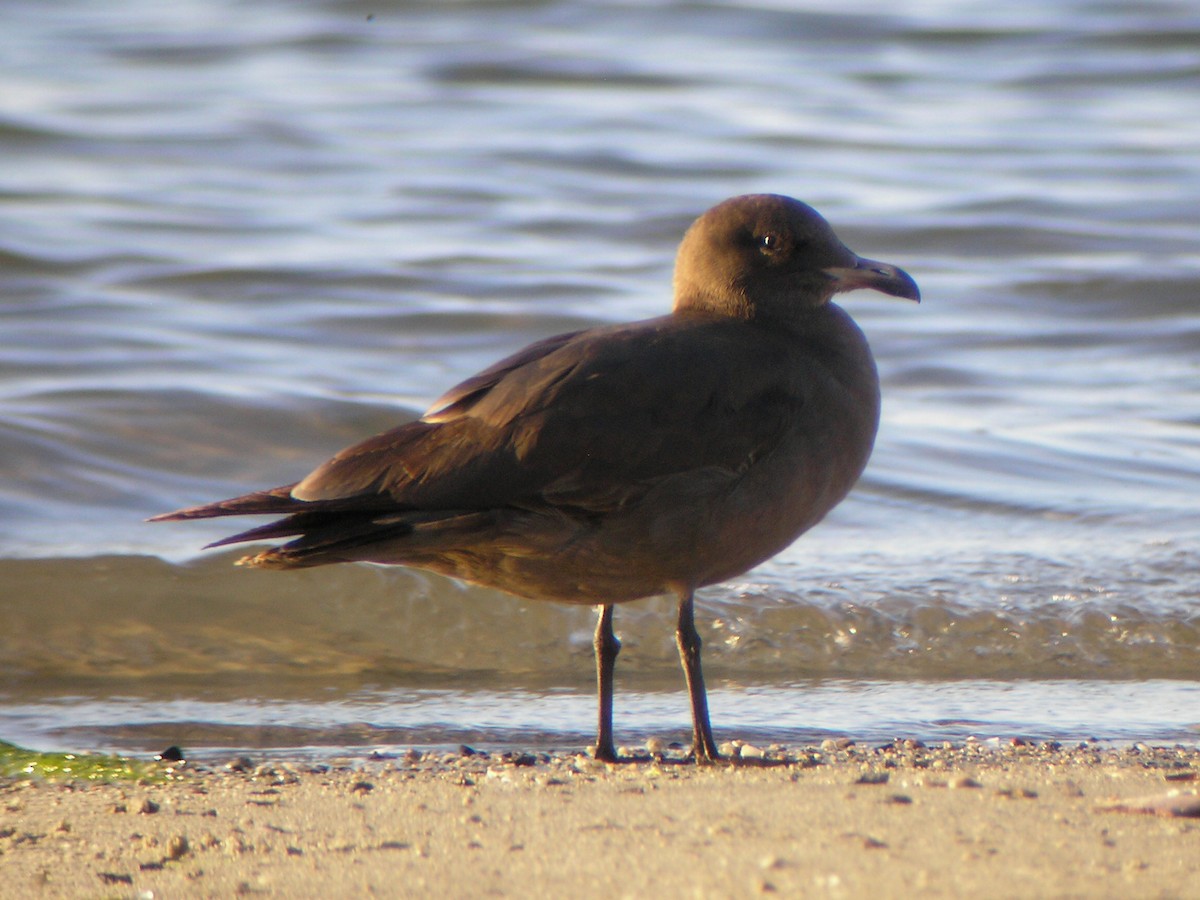 Heermann's Gull - ML611299491