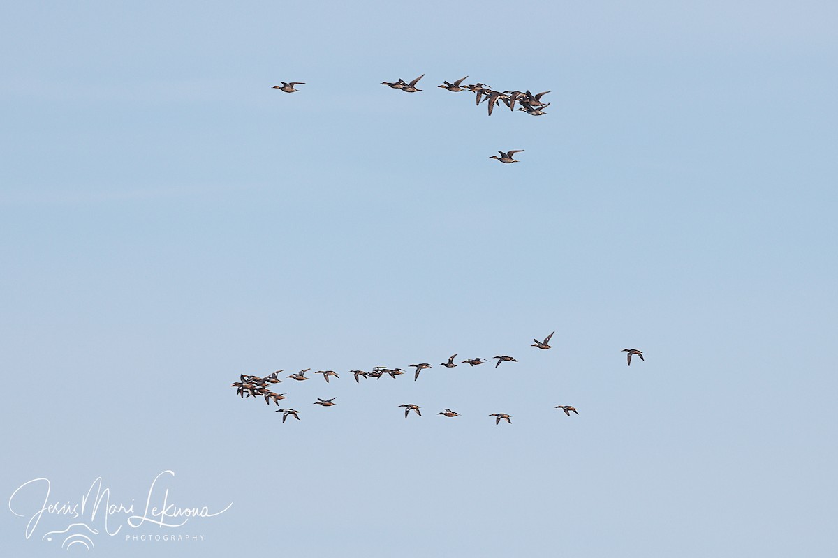 Northern Shoveler - ML611299522