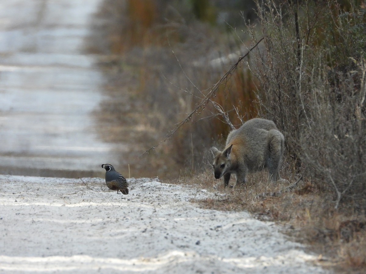 California Quail - ML611299537