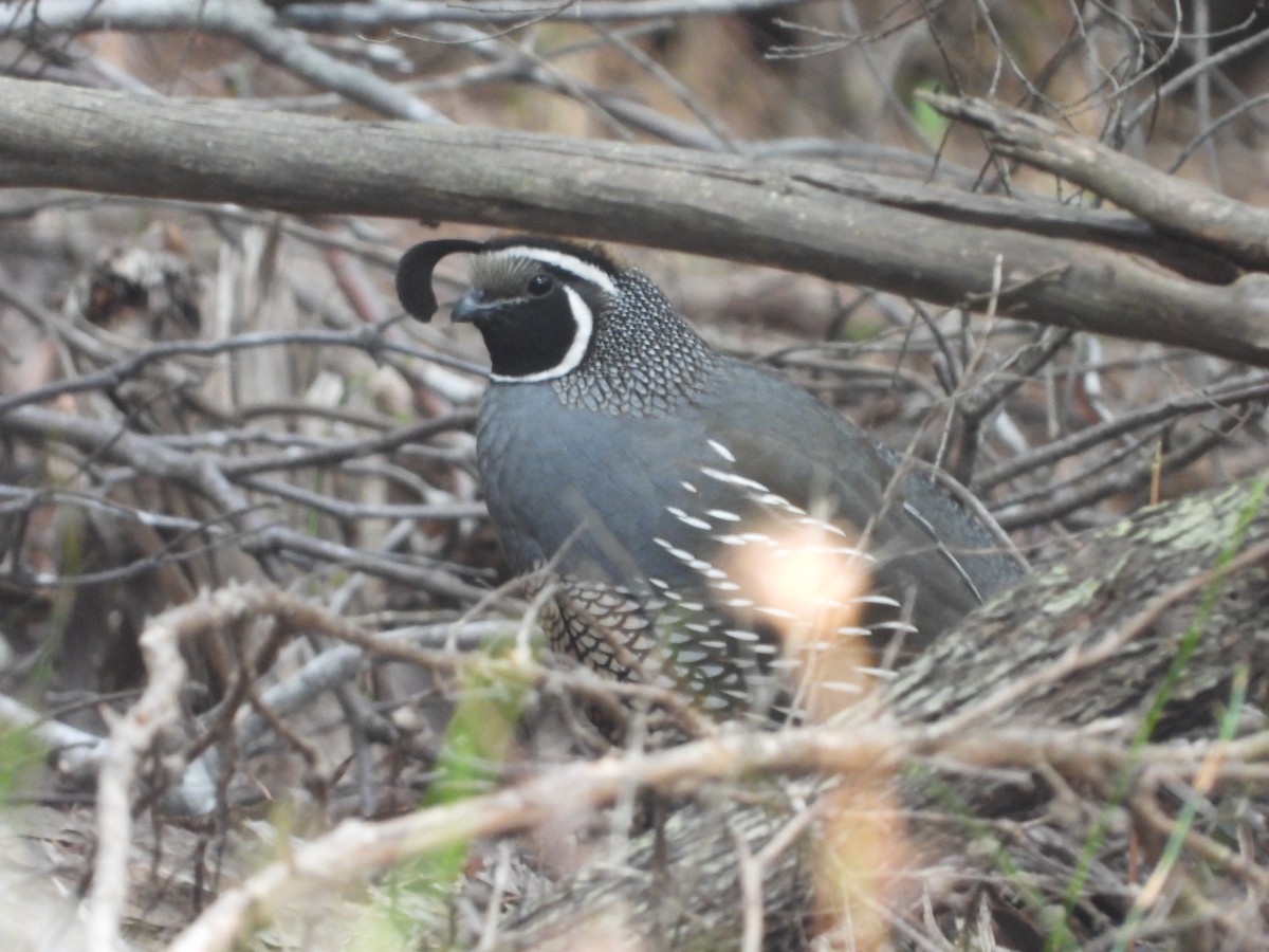 California Quail - ML611299538