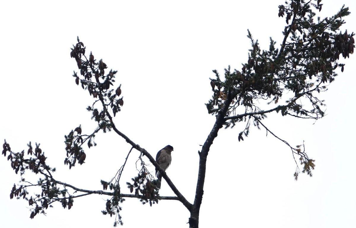 Cooper's Hawk - ML611299577