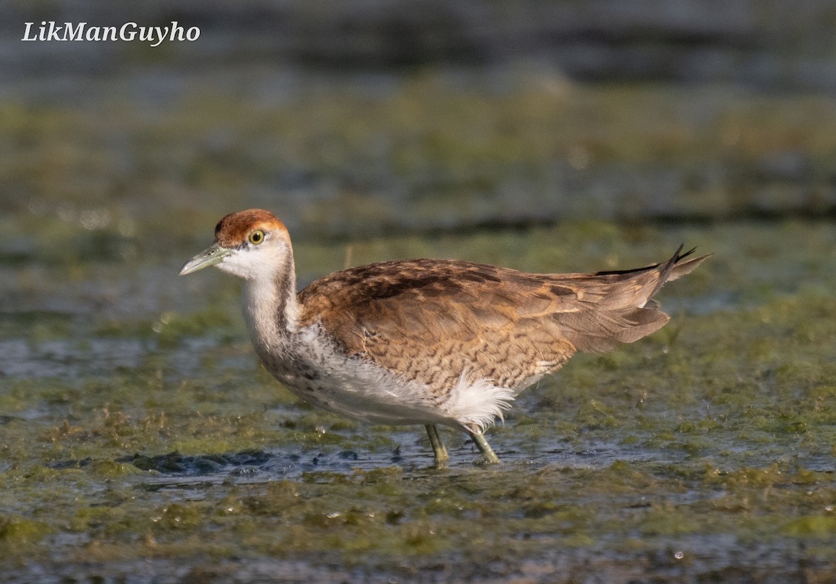 Pheasant-tailed Jacana - ML611299791