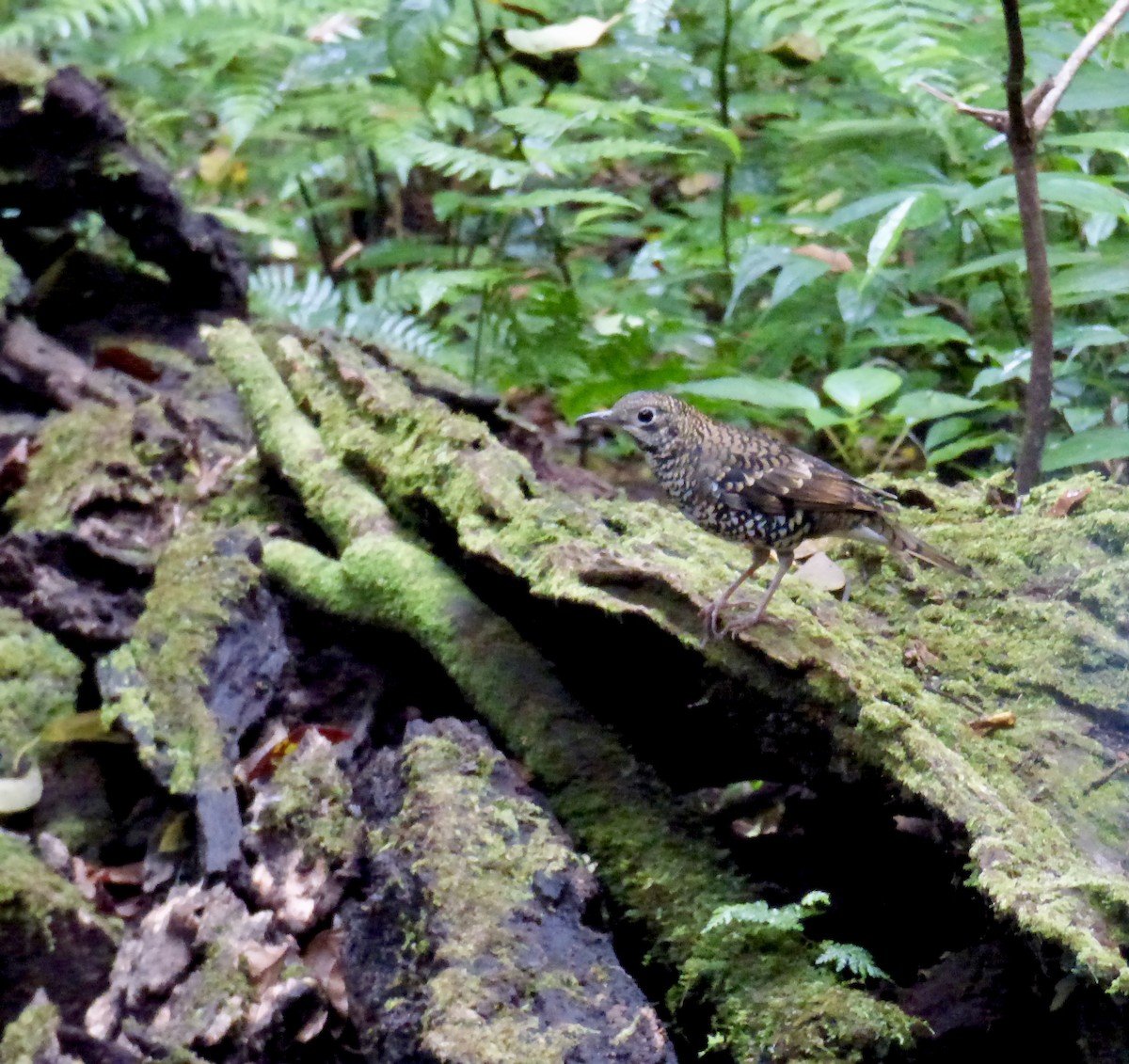 Scaly Thrush (Horsfield's) - ML611299841