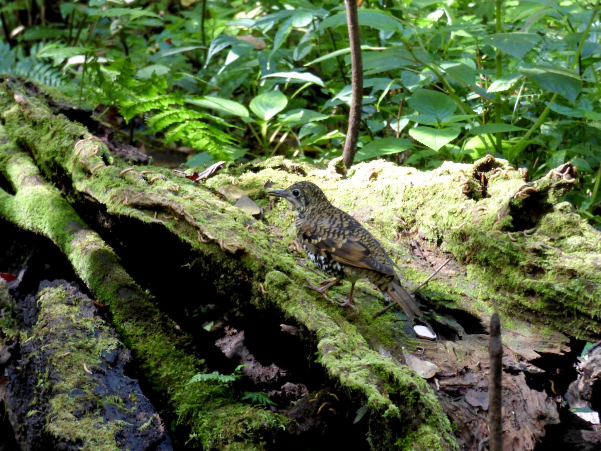 Scaly Thrush (Horsfield's) - ML611299878