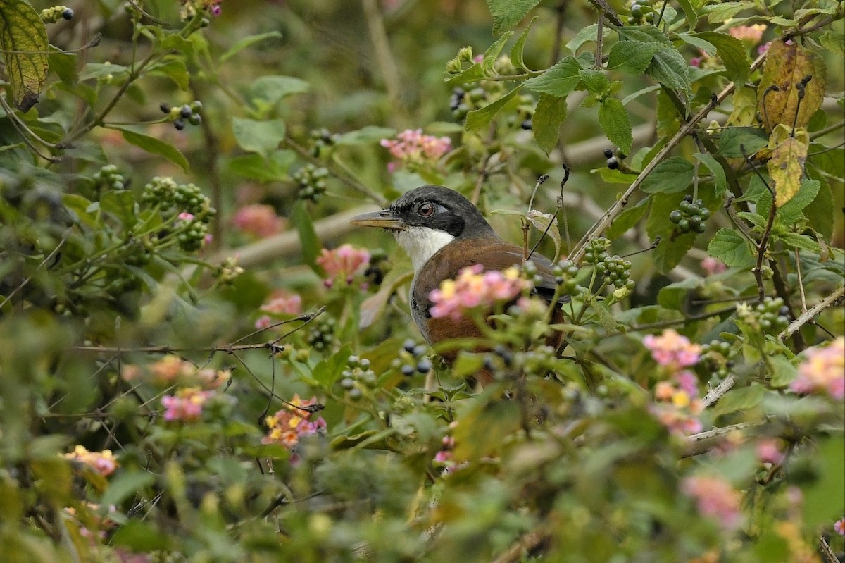 Wayanad Laughingthrush - ML611299879