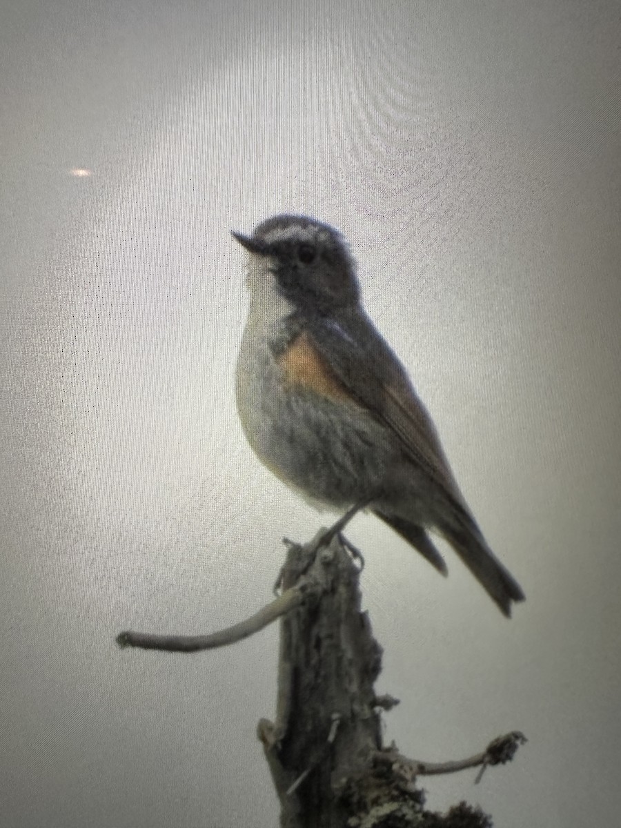 Robin à flancs roux - ML611299901