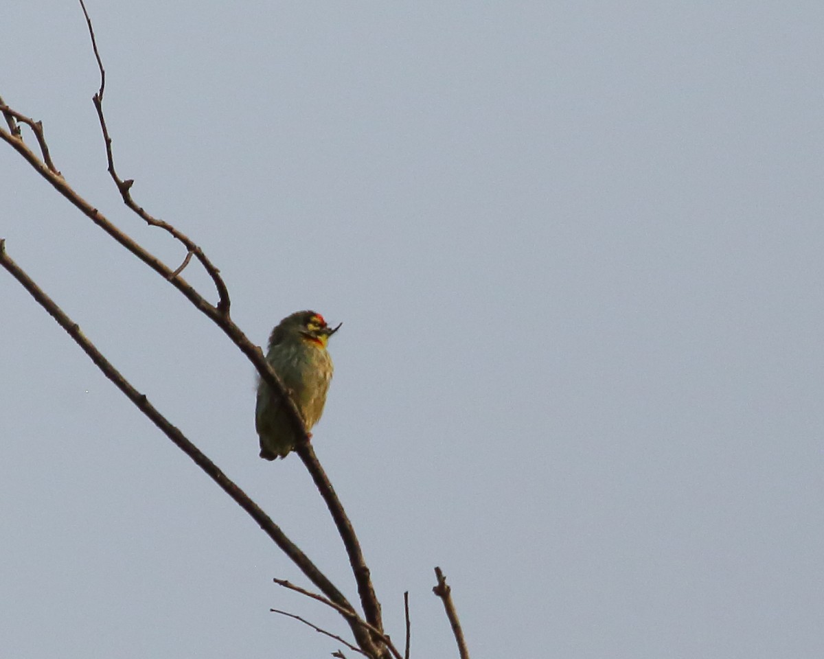 Coppersmith Barbet - Bruce Robinson