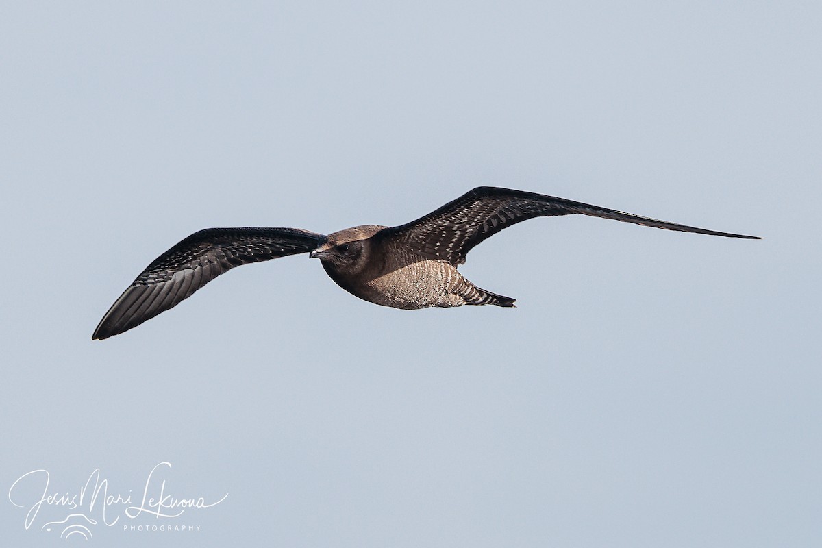 Long-tailed Jaeger - ML611299910