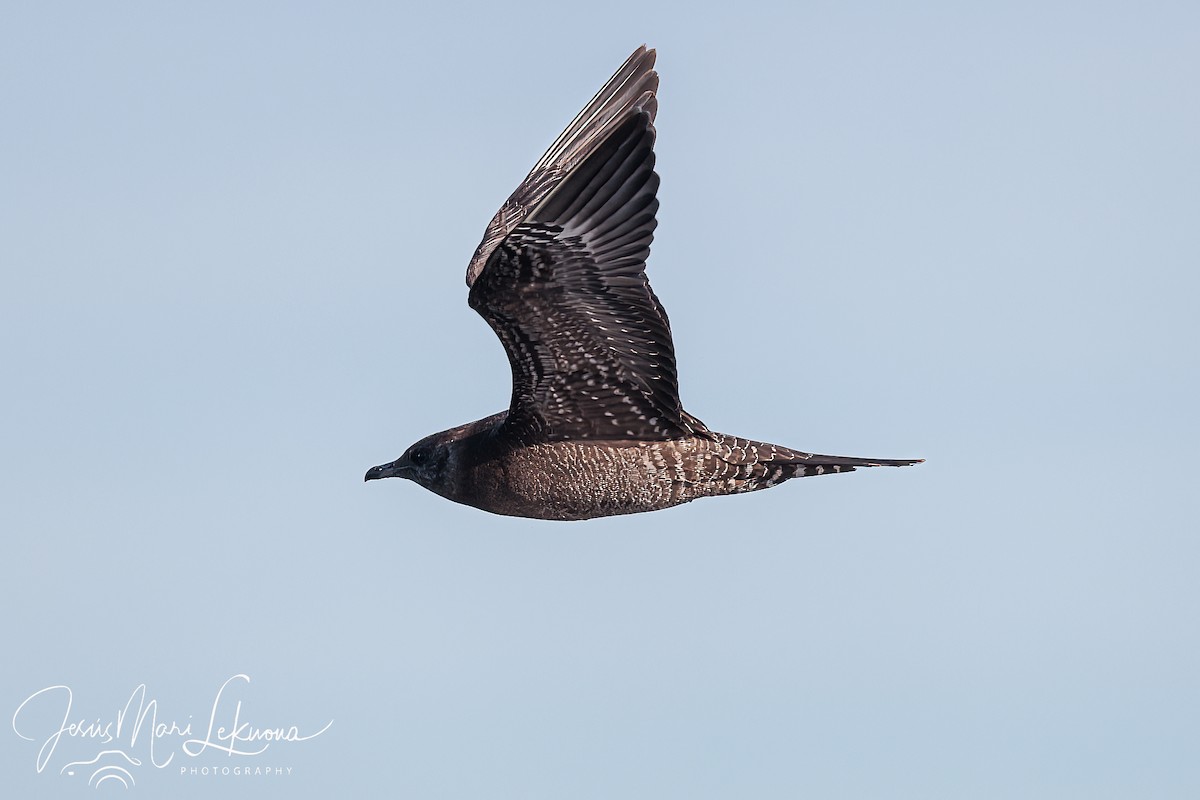 Long-tailed Jaeger - ML611299931