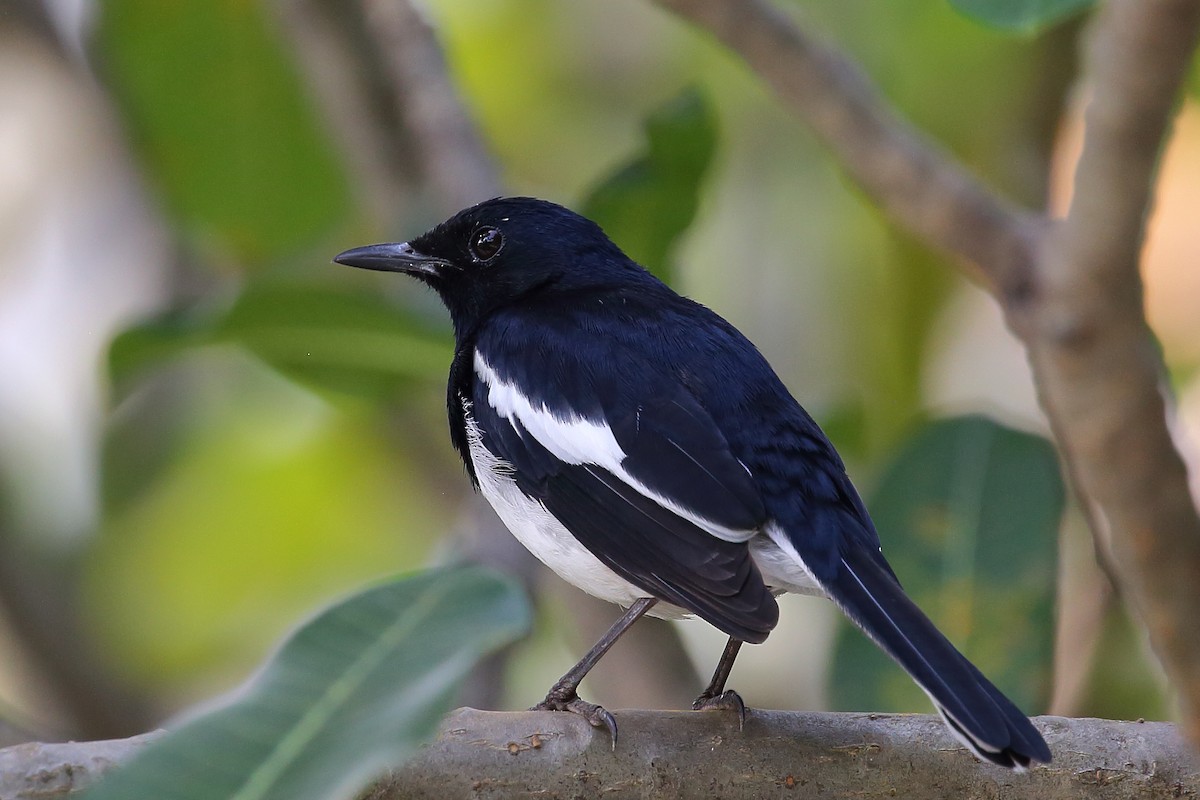 Oriental Magpie-Robin - ML611300089